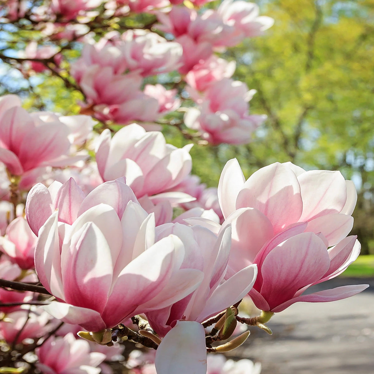 Japanese Magnolia Roots Jane Japanese Magnolia Tree | Flowering Trees – Plant Me Green