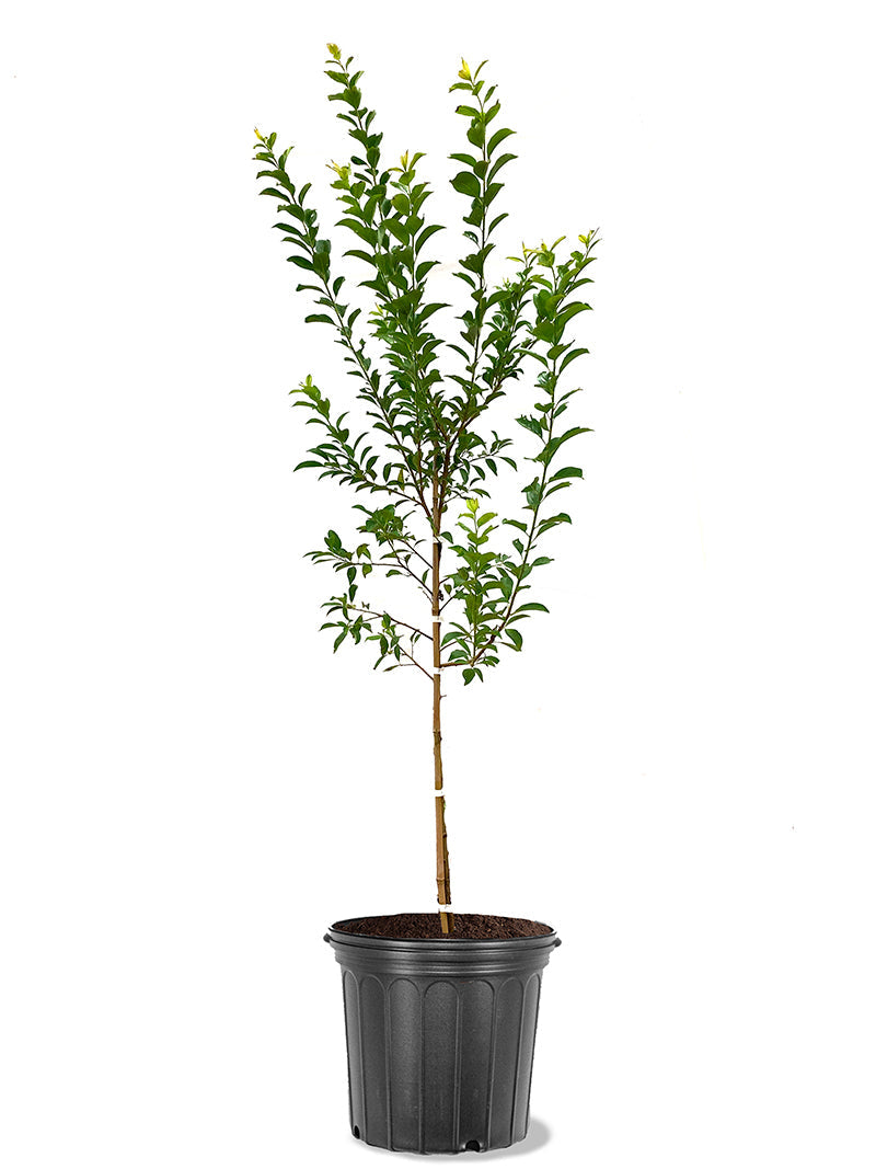 Au Cherry Plum Tree | Plum Trees for Sale – Plant Me Green