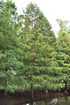 Bald Cypress Deciduous Trees