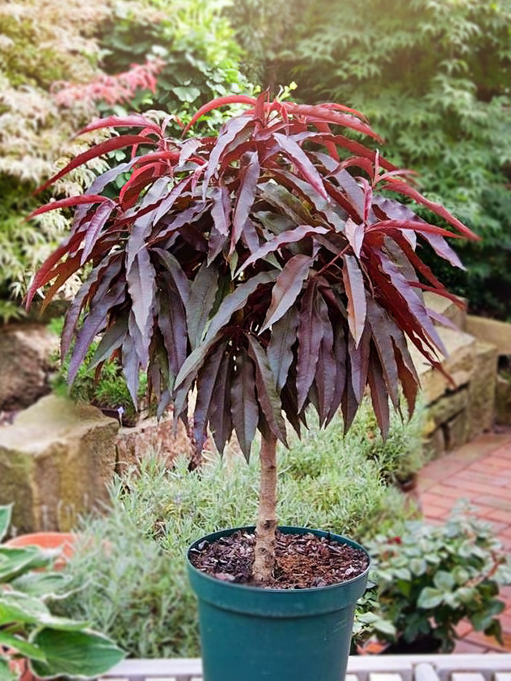 Patio Peach Trees - Bonfire – Plant Me Green