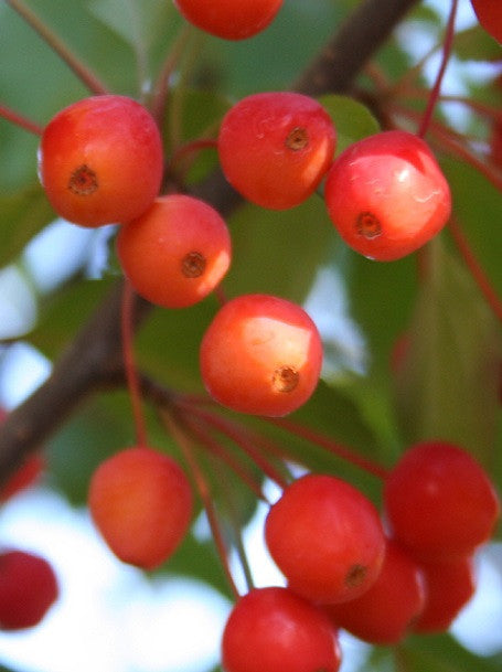 Crapapple Centurion Fruit Trees