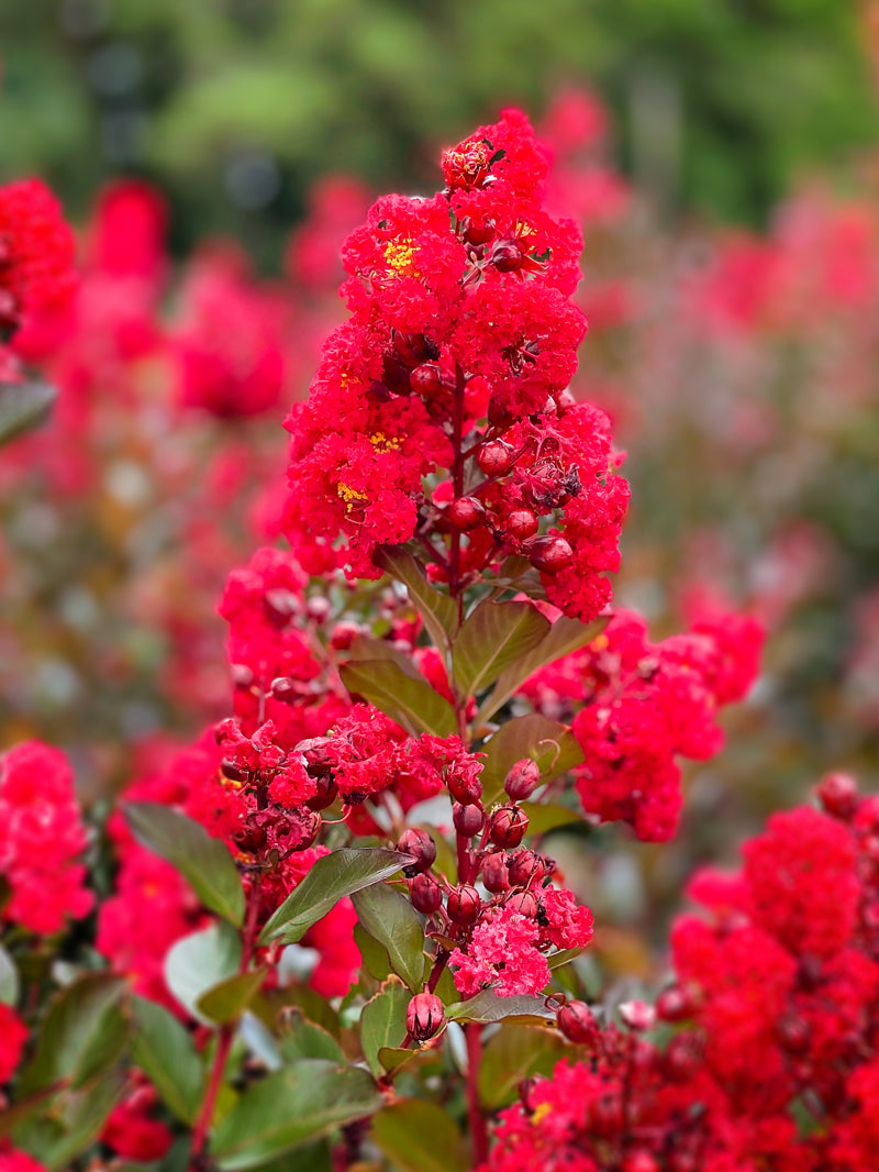 First Editions® | Ruffled Red Crape Myrtle – Plant Me Green