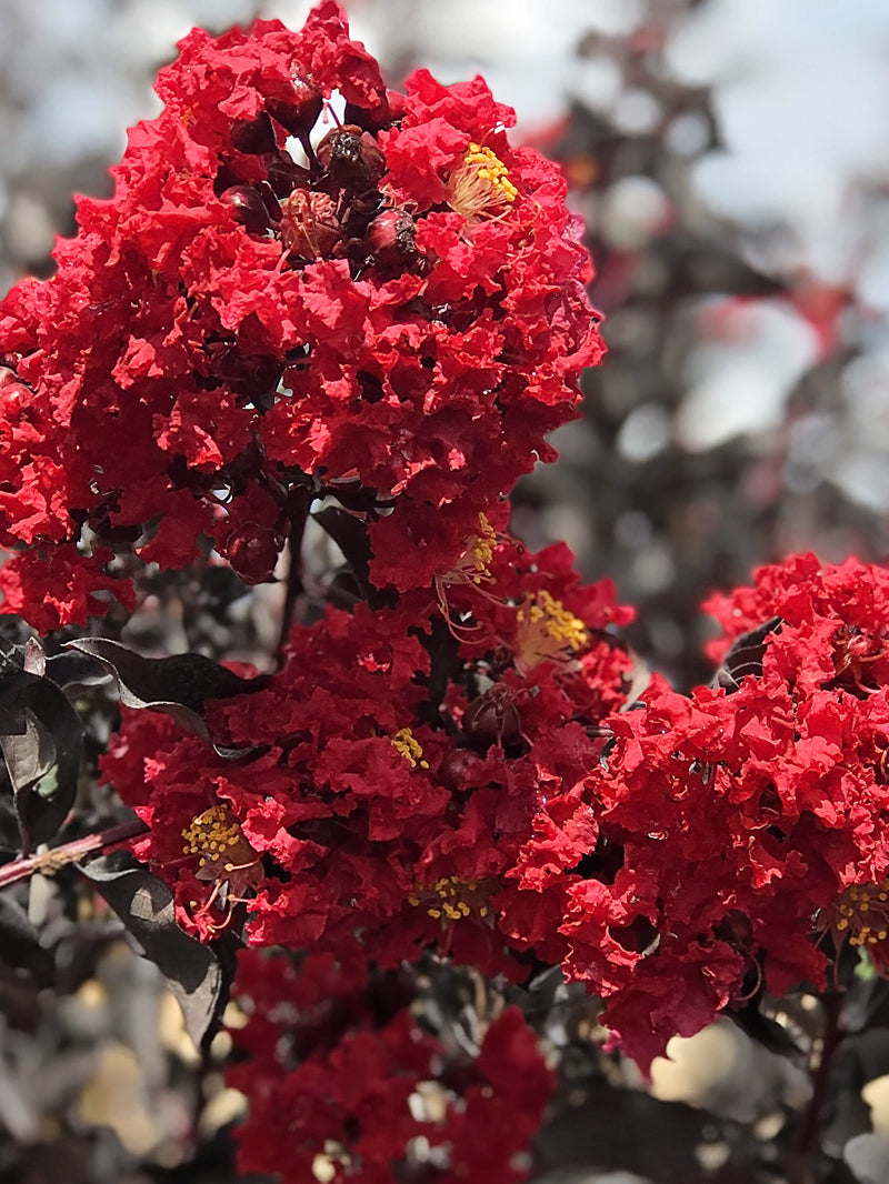 deepest red crape myrtle