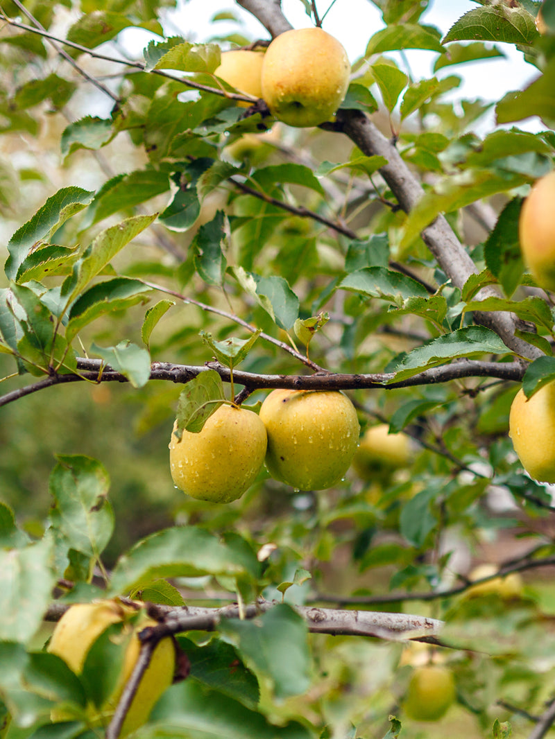 yellow apple trees