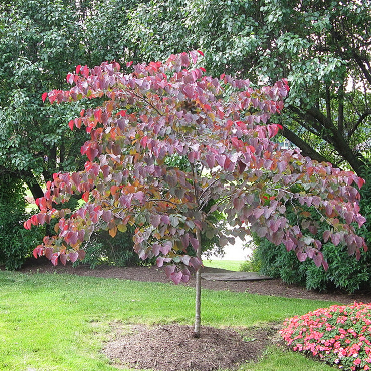 Red Conduit Tree Redbud Planting Guide – Plant Me Green