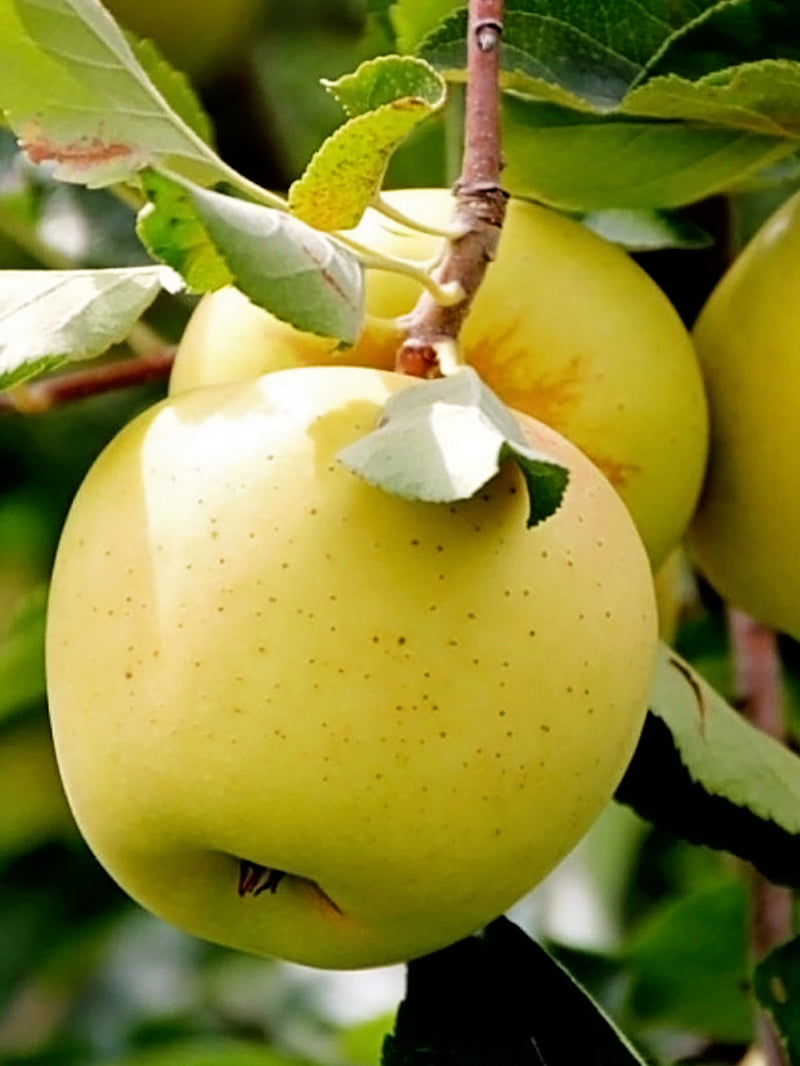 yellow apple tree
