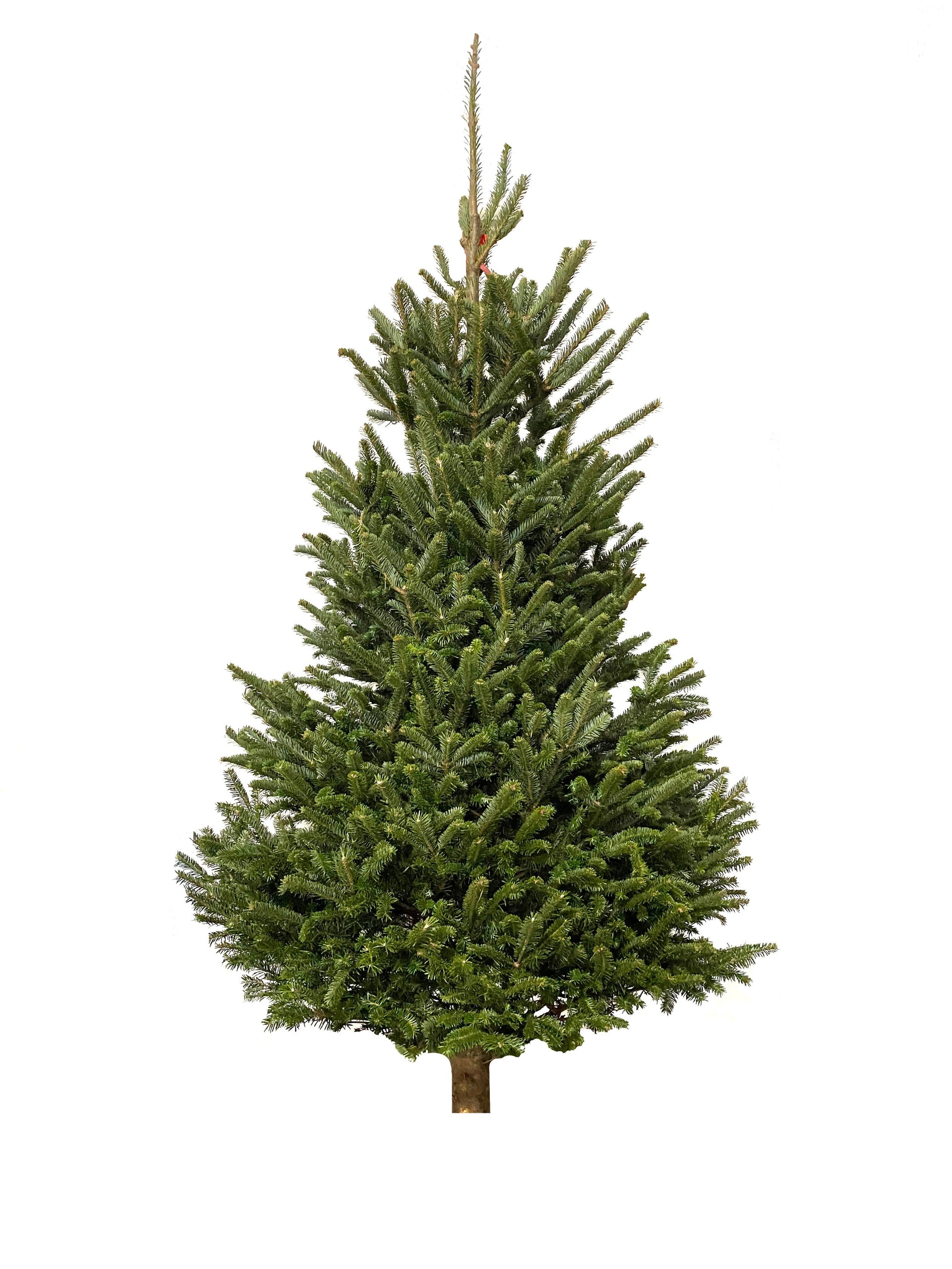 Fresh Cut Christmas Tree - Fraser Fir