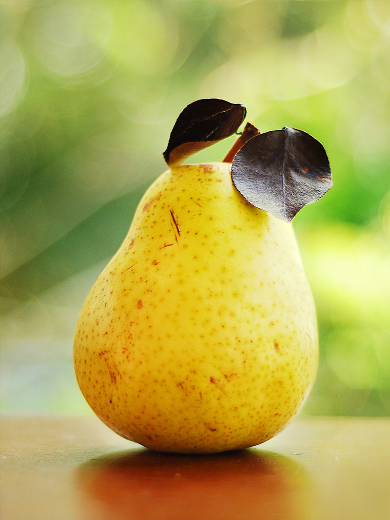 Kieffer Pear Tree | Fruit Trees – Plant Me Green