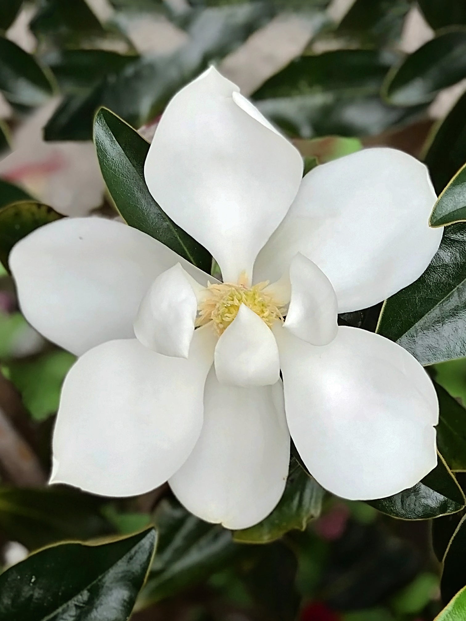 southern magnolia in bloom