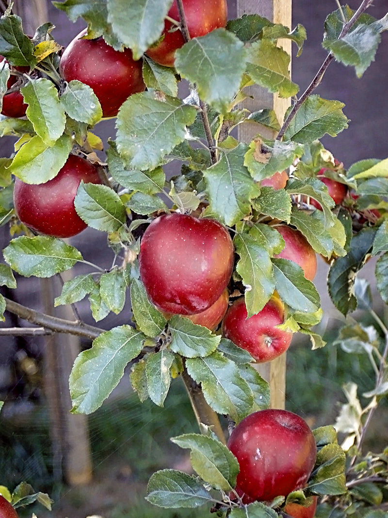 Apple Trees - Melrose – Plant Me Green