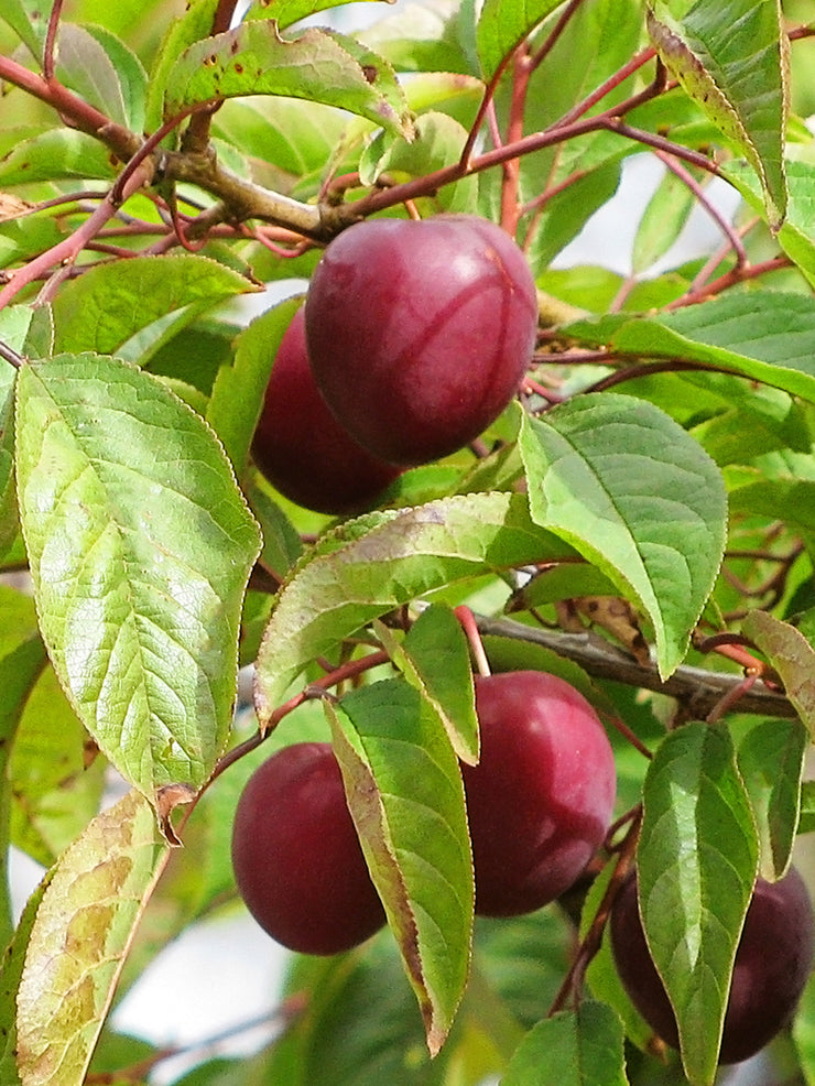 Plum Trees - Methley – Plant Me Green