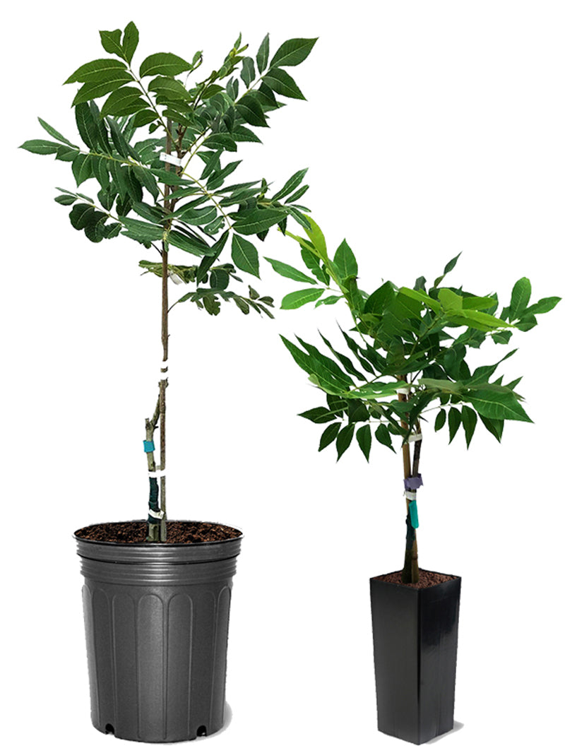 Pecan Trees - Lakota (Type 2) – Plant Me Green