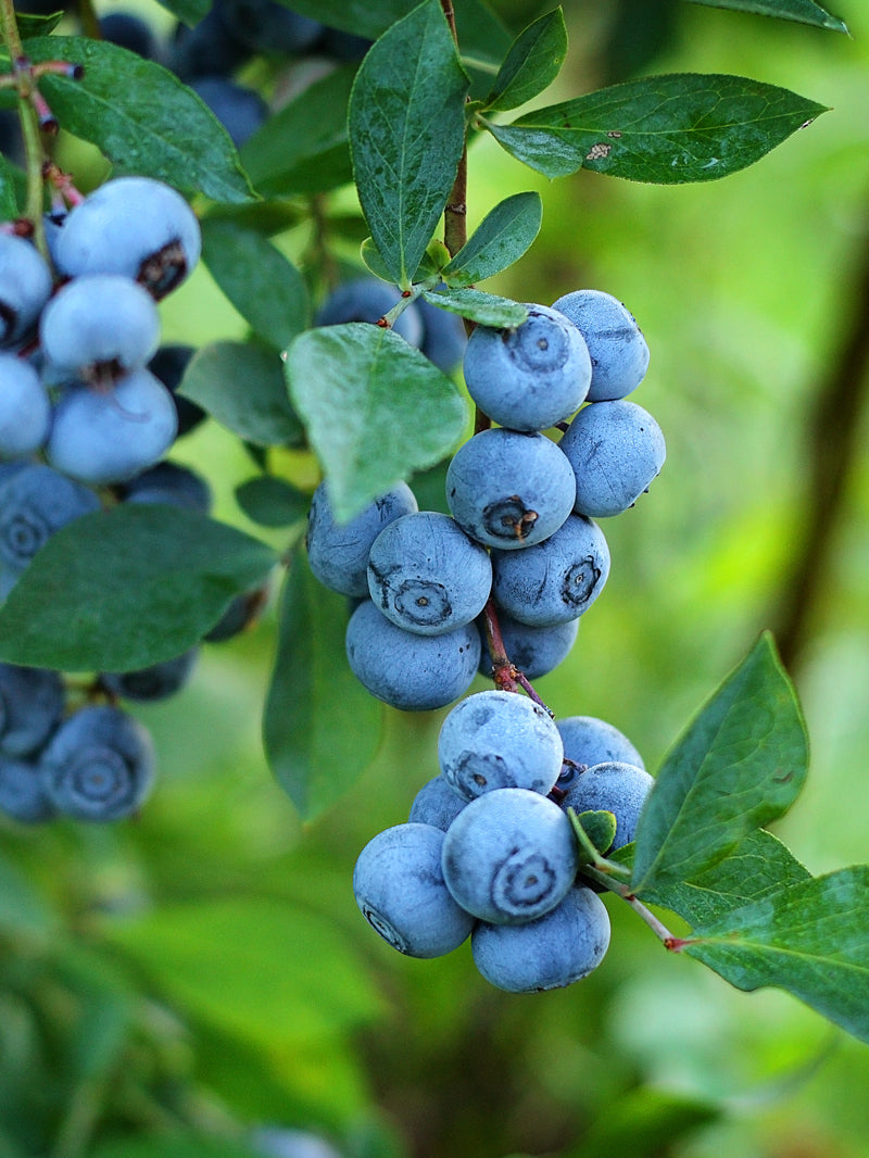 Premier Blueberry Plant – Plant Me Green