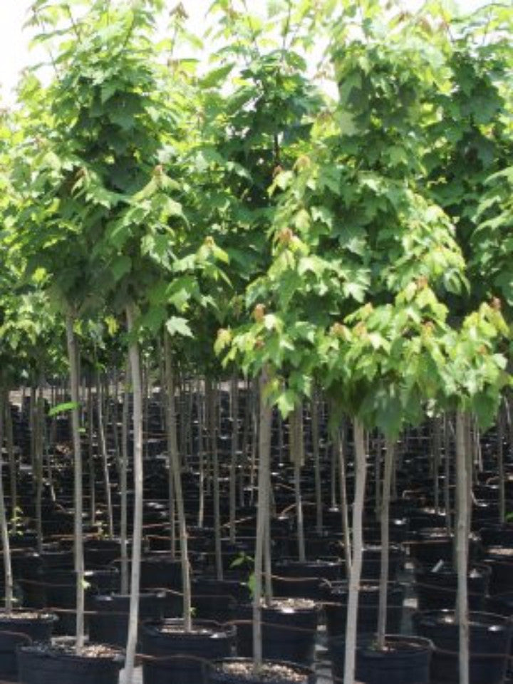 Maple - Red – Plant Me Green