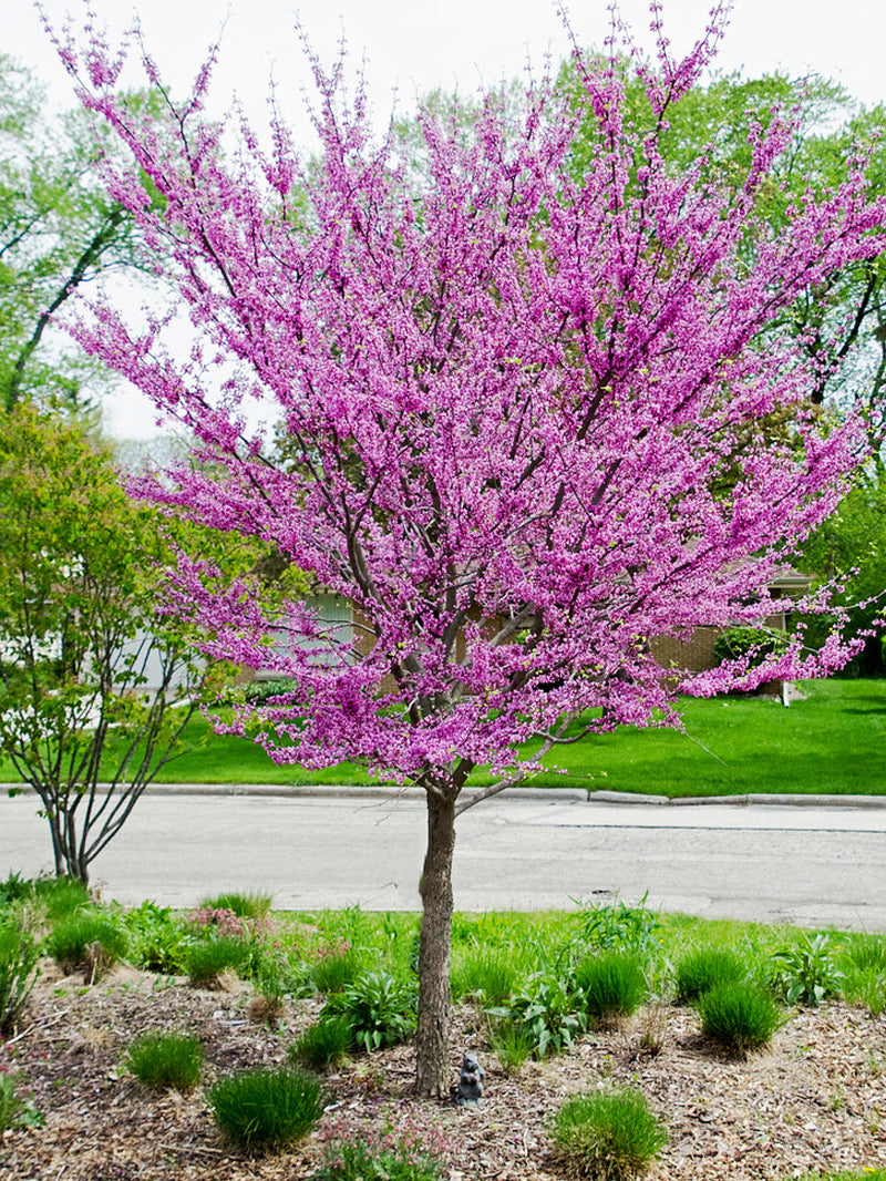 Redbud Eastern Plant Me Green
