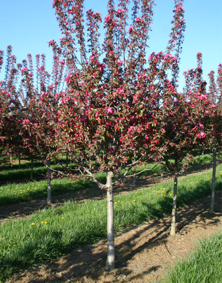 Crabapple Centurion Trees