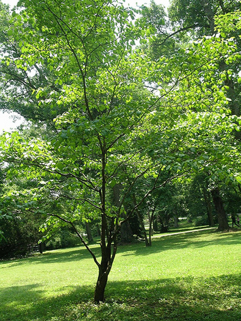 dogwood tree in summer