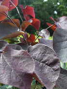 Deciduous Forest Pansy Redbud Flowering Trees