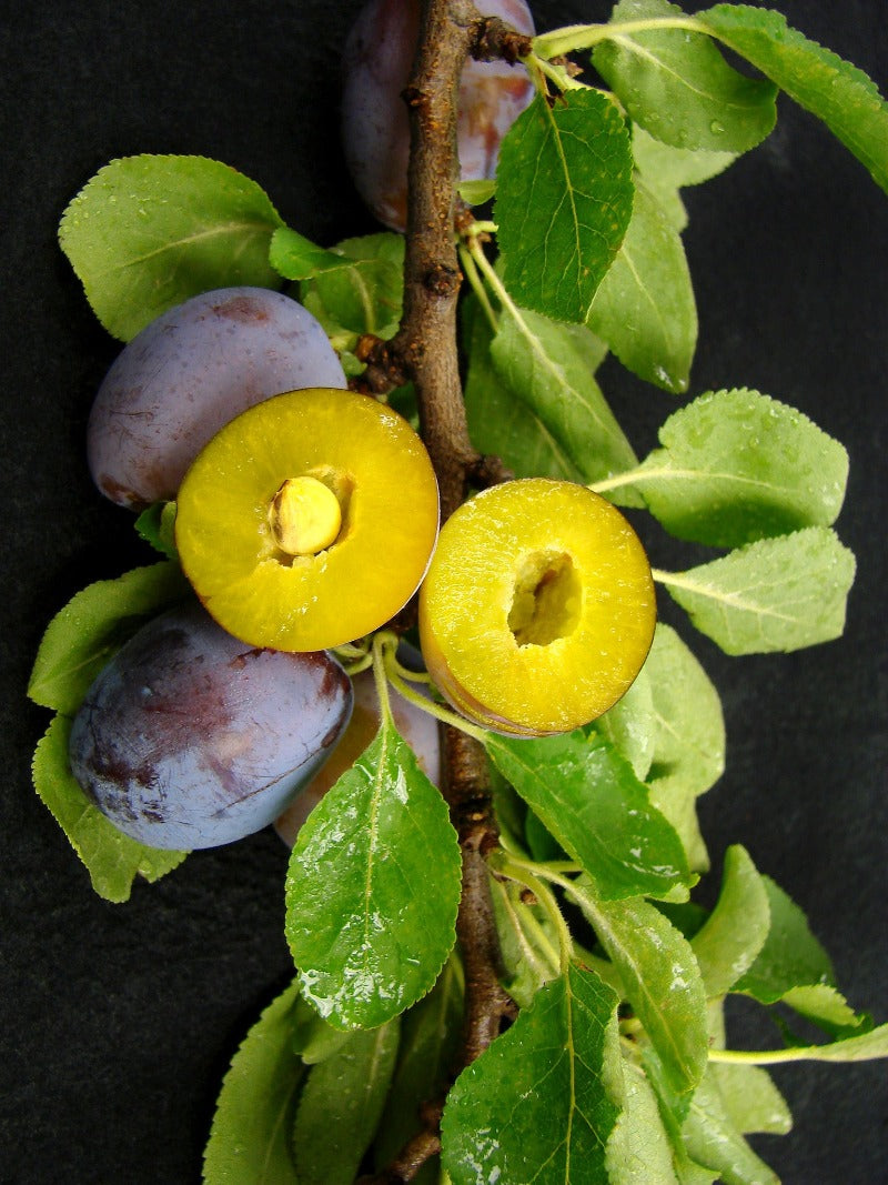 Damson Plum Trees | Fruit Trees