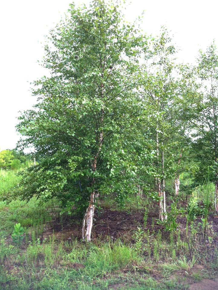 birch trees landscaping