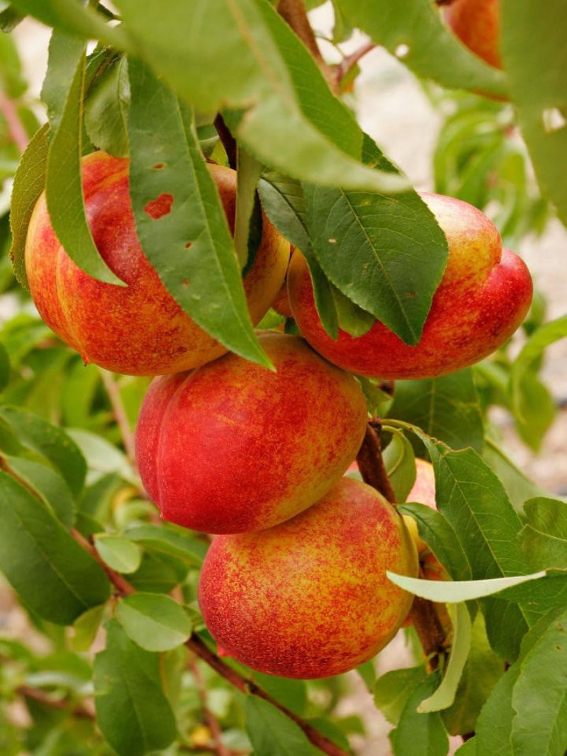 Sungold Nectarine Trees | Fruit Trees